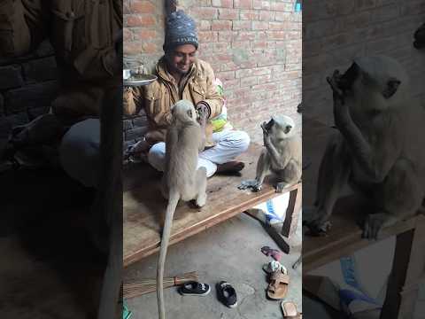 सेवा ही ईश्वर है #monkey #bageshwardhamsarkar #latestnews #funny