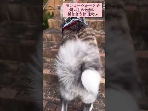 色っぽいでしょあたち #akita #秋田犬