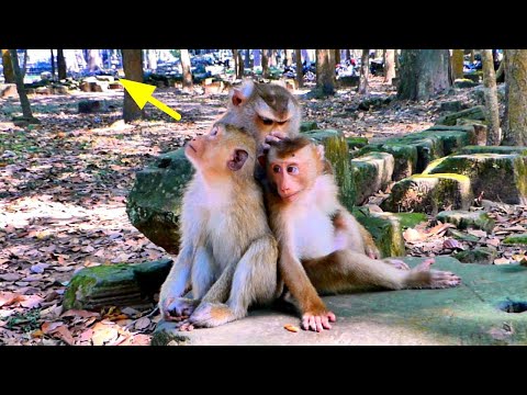 Pregnant Monkey Libby is Protecting her beloved Baby from a Hornbill Bird flying overhead.