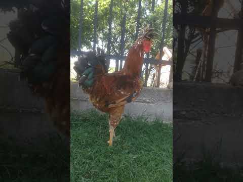 The Best Rooster