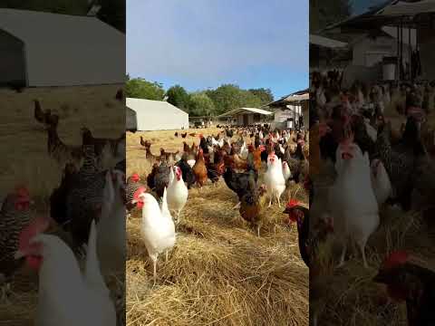 desi poultry farm | free range farming  #farm #shorts