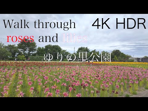 [4K HDR]walk through roses and lilies ゆりの里公園の薔薇と百合　福井県坂井市