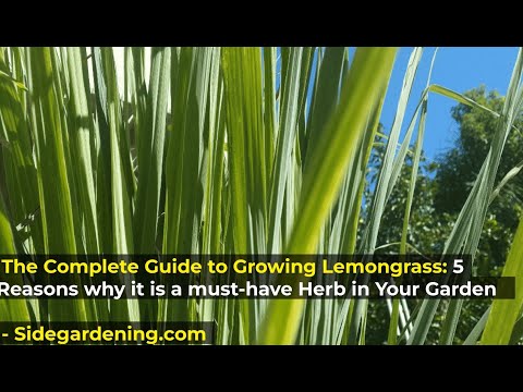 Complete Guide to Growing Lemongrass: 5 Reasons Why Lemongrass is a Must-have Herb in Your Garden