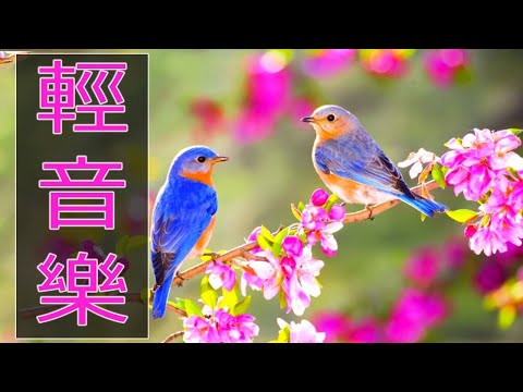 【非常好听】🎷🎷週末聽50首最好的老音樂 🌺早上最適合聽的輕音樂 🎵 每天調心洗滌心性 - 薩克斯風 - 無廣告音樂  - 轻音乐 - 探戈老歌 Old Taiwanese Music