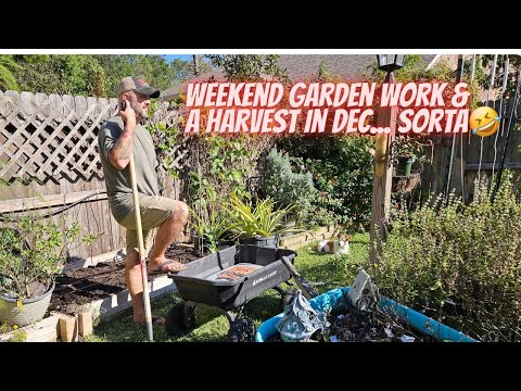 December Garden Chores & Sweet Potato Harvest in December || DHBG