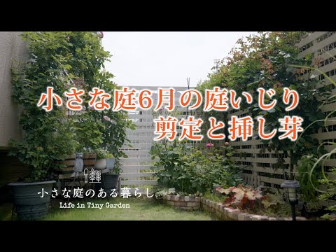 ガーデニング｜小さな庭6月の庭いじり｜クレマチスの剪定と挿し芽｜ 〜小さな庭のある暮らし ＃７４〜