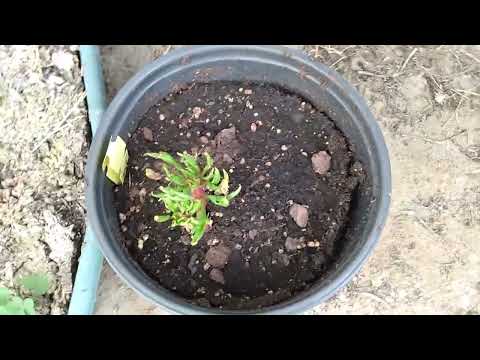 How To Plant Peony Roots In The Spring, What To Do With A Peony Root With Long Sprouts