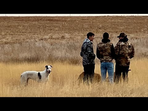 2022 Kansas Coyote Hunt (Loads of Coyote)