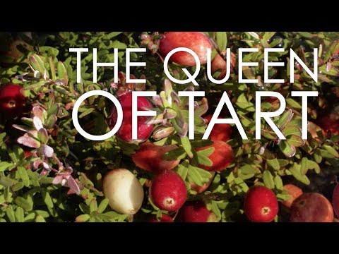 The Queen of Tart | Glacial Lake & Honestly Cranberry | Wisconsin Foodie