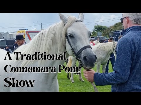 A Traditional, Connemara Pony Show