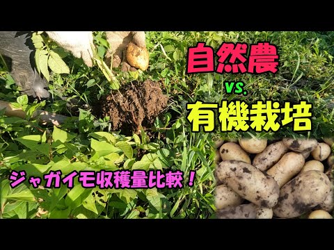 【自然農vs有機栽培】ジャガイモ収穫量比較