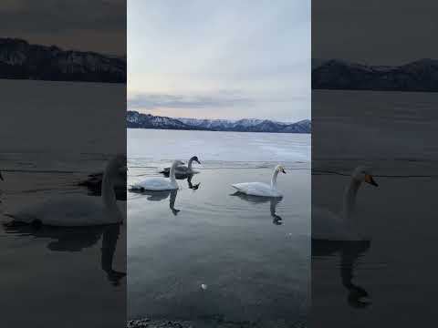 白鳥の湖「屈斜路湖」