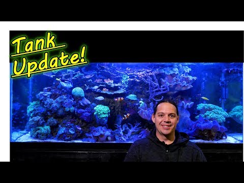 Reef Tank Update Small Problems and More Coral