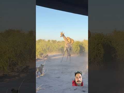 Lion vs giraffe 🦒 fight 😧😨 #wildlife #animals #safari #lion #wildanimals #greate #nature #zoo