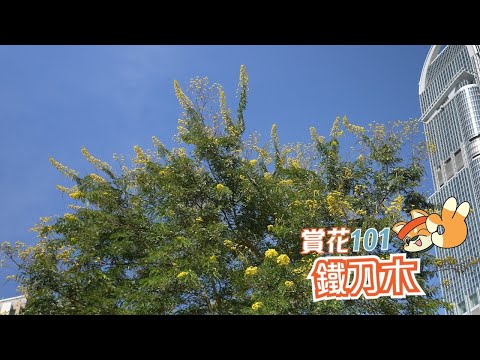 【賞花101】鐵刀木 【Appreciation of Flowers 101】Kassod Tree