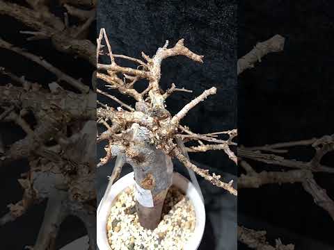 1円スタート Commiphora Holtziana コミフォラ ホルトジアナ