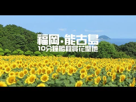 能古島7月向日葵盛開