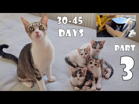 The Mother Cat I Rescued, Along with Her 4 Kittens, Brought Joy to My Home - Part 3