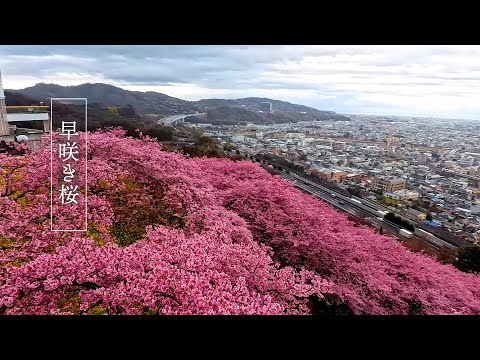 【Cherry blossoms】Early blooming cherry blossoms in full bloom around Tokyo. 満開の早咲き桜 #4k