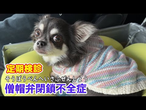 【僧帽弁閉鎖不全症】保護犬チワワのリンちゃん定期健診　少し悪化してました…