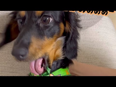 【なにしてんねん笑】1人で遊んでると思ったら笑　#shorts #犬 #dog