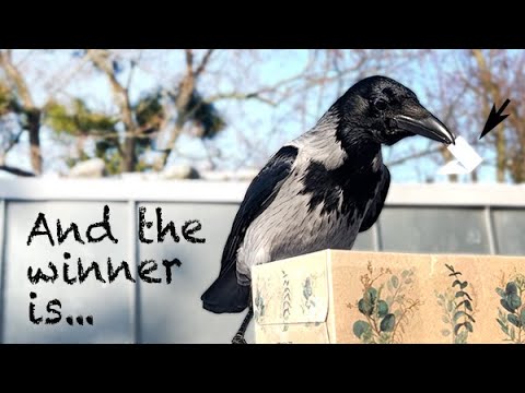 Wild Crow Draws Raffle Winners! (Story 66)