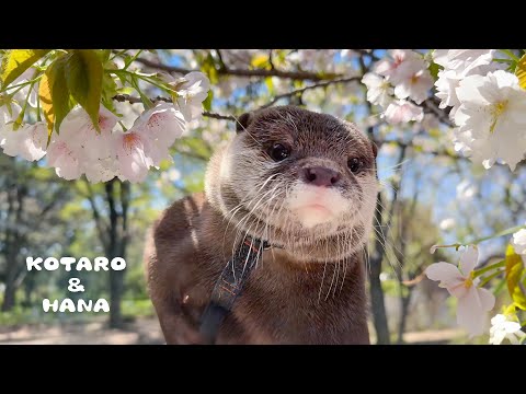 Otters Look at Cherry Blossoms in the Park and Get MOBBED by Fans