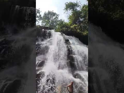 Sirimane falls.              #sringeri #nature#sirimanefalls #waterfalls #nature #chikmagalur