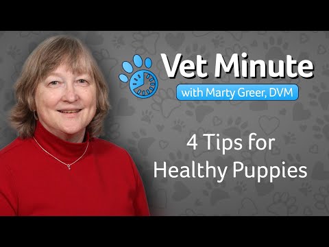 4 Tips for Healthy Puppies