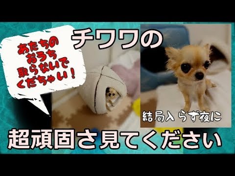 チワワの超頑固さを見てください👀新しくニトリクールペットベッドを買いましたが・・・Stubborn small Chihuahua