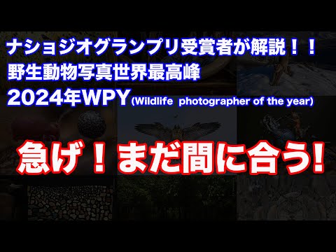 ナショジオグランプリ受賞者が解説！　世界最高峰2024年野生動物写真コンテストWPYーそして次の応募がはじまってる！！