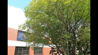 【千葉経済学園】創立90周年記念動画