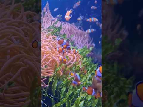 Clownfish | Beautiful Nature Scenes (#BAS) #clownfish #fish #nature