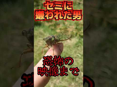 【悲報】ヒグラシに刺される… #衝撃映像 #昆虫 #虫取り #セミ #ヒグラシ #shorts