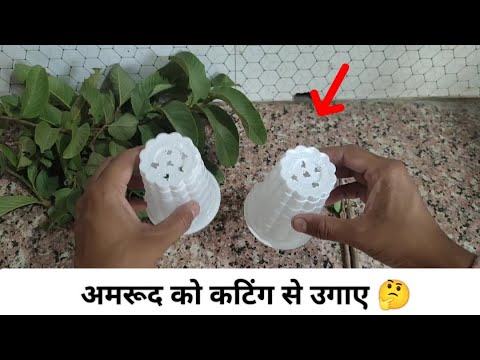 अमरूद को कटिंग से उगाने की विधि | Guava cutting growing easy method