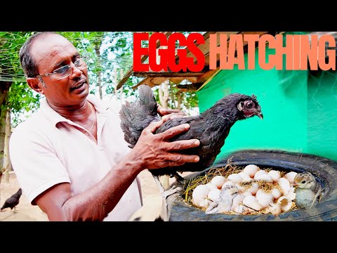 10 Chicks BORN in 21 Days from Kadaknath Hen  harvesting Eggs to Baby Chicken | Hen Hen sound video