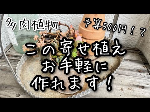 【多肉植物】予算500円⁉︎ワンコインで多肉寄せ植え作ってみた