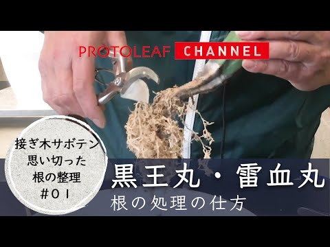 【接ぎ木サボテン思い切った根の整理#01】根の処理の仕方【黒王丸・雷血丸】