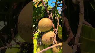 Amazing Mangoes 🥭 #mango  #gardening #mangonews