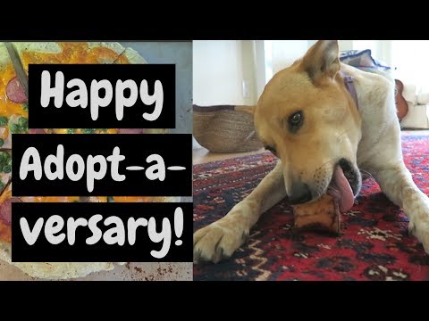 My Rescue Dog's 2 Year ADOPT-A-VERSARY Party