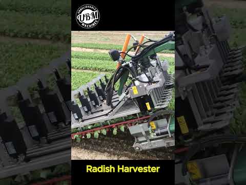 How to harvest radish