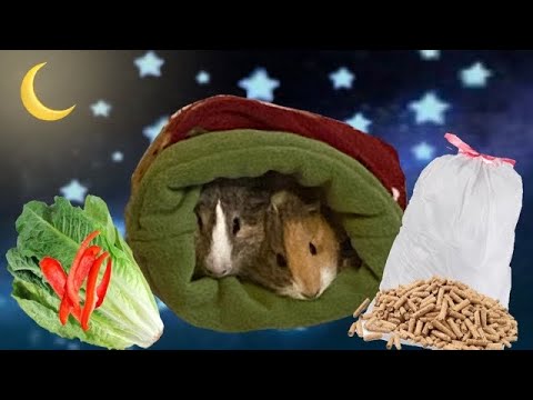 GUINEA PIG NIGHTTIME ROUTINE