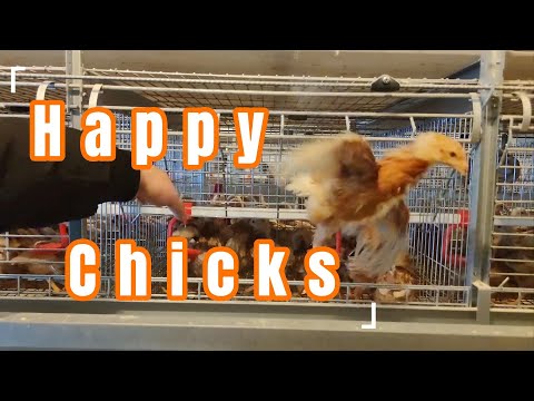 Nice Chicks Cages & Day Old Chicks