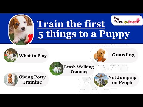 Essential Puppy Training Tips: Raise the Perfect Pup