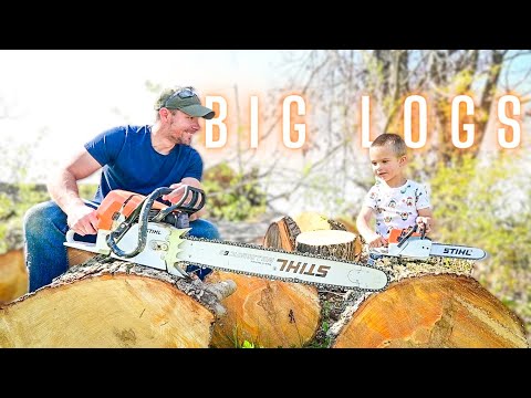 Cutting Firewood Rounds from BIG downed trees.