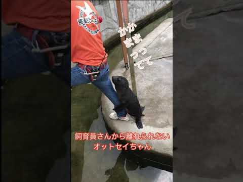 飼育員さんを離してくれないオットセイ😅 那須どうぶつ王国 fur seal / japan