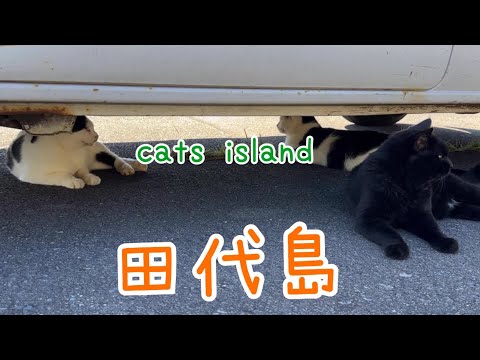 エサまで待機中Waiting for food　【田代島】【２０２４秋】【猫島巡り】