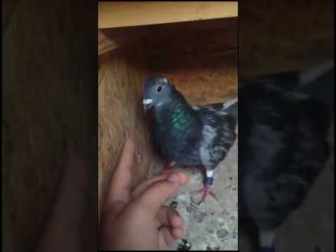 Porumbei luptatori #pigeon #porumbei #voiajori #pigeonlover