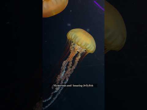 Mind blowing Jellyfish