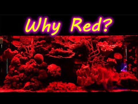 Why Do They Even Put Red LEDs In Reef Lights?